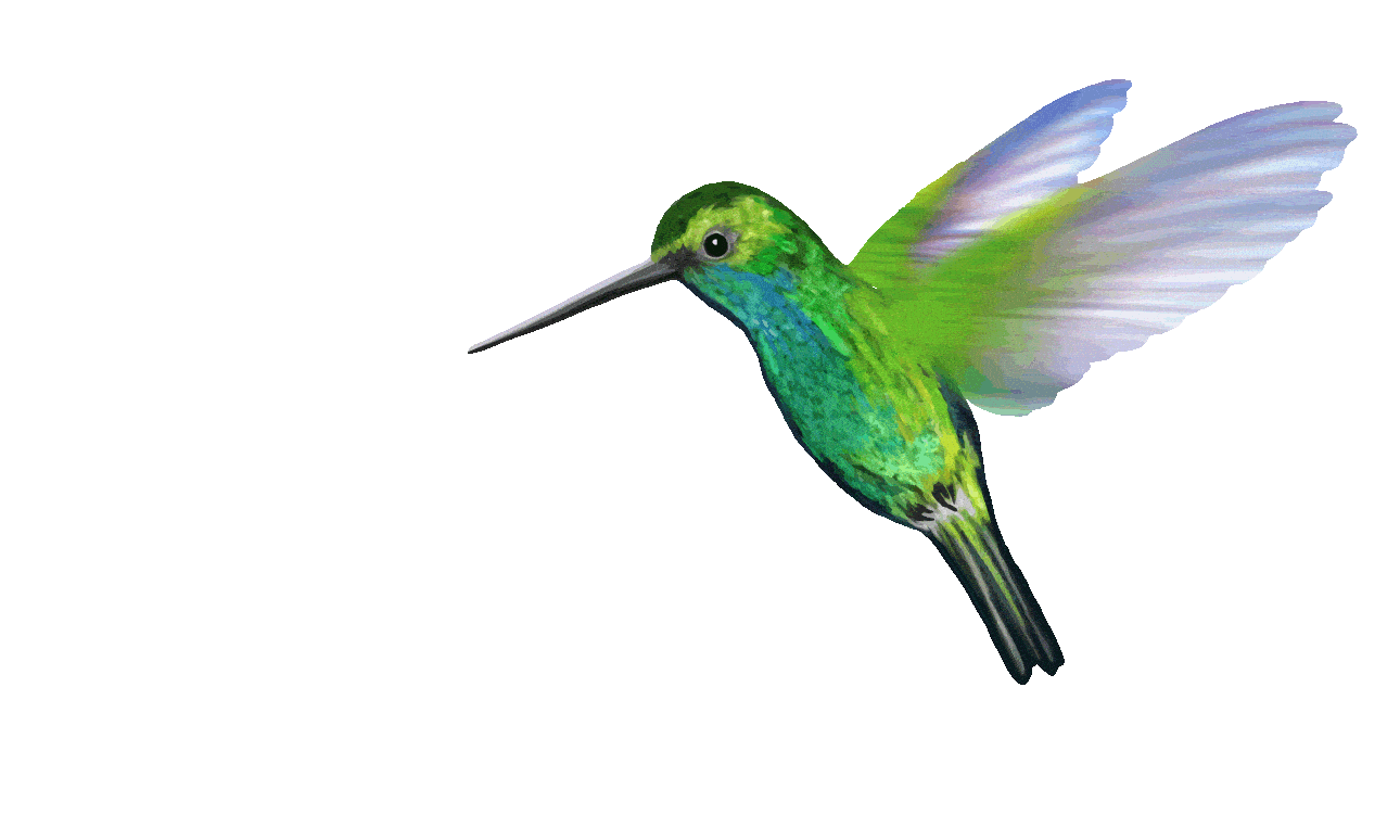 bird icon